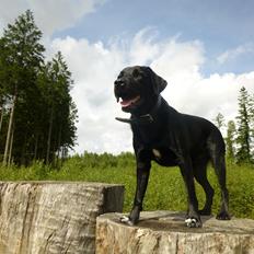 Blanding af racer Diesel