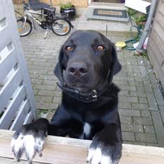 Blanding af racer Diesel