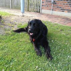 Flat coated retriever CHILI