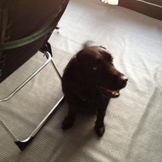 Flat coated retriever CHILI