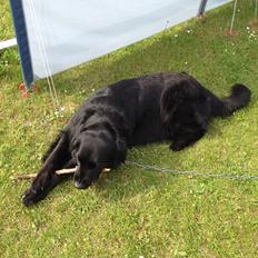Flat coated retriever CHILI