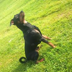 Dvaergpinscher Chaing`ez
