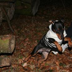 Dvaergpinscher Chaing`ez