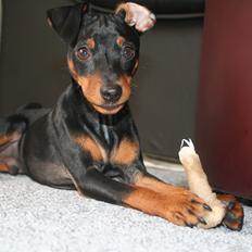Dvaergpinscher Chaing`ez