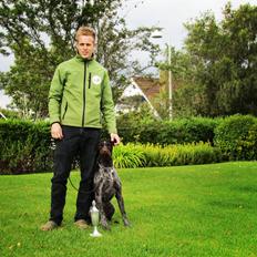 Ruhåret hønsehund Aico