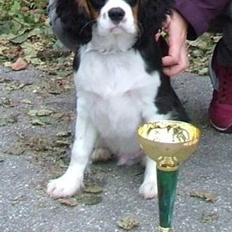 Cavalier king charles spaniel Basse Dion