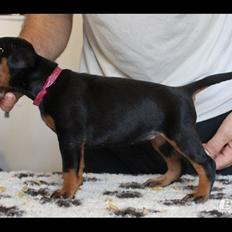 Dobermann Proud Danish Face Of Beauty