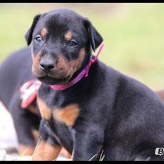 Dobermann Proud Danish Face Of Beauty