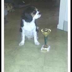 Cavalier king charles spaniel Basse Dion