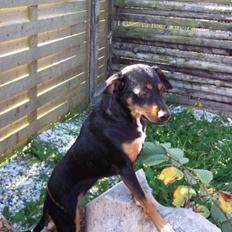 Blanding af racer Crúsy Meiji