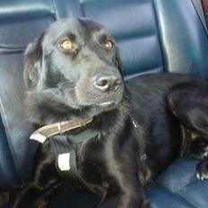 Labrador retriever Freja