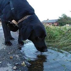 Labrador retriever Freja
