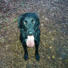 Labrador retriever Freja