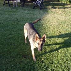 Schæferhund Lady Amiga