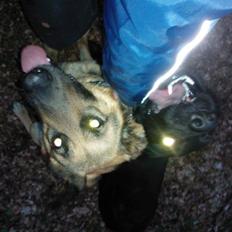 Schæferhund Lady Amiga