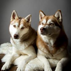 Siberian husky Lúa