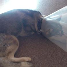 Siberian husky Aslan