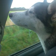 Siberian husky Aslan