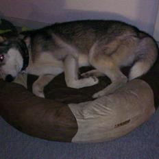 Siberian husky Aslan