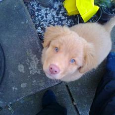 Nova scotia duck tolling retriever Aslan (Bali)