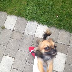 Chihuahua Sukkerpels's Davis