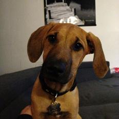 Blanding af racer Casha