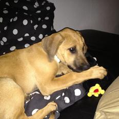 Blanding af racer Casha