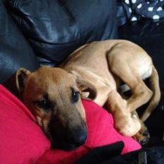 Blanding af racer Casha