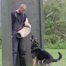 Schæferhund Skusterhusets Bine 2007 - 2017