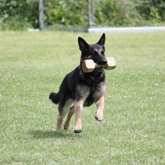 Schæferhund Skusterhusets Bine 2007 - 2017