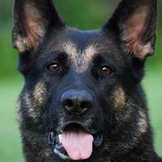 Schæferhund Skusterhusets Bine 2007 - 2017