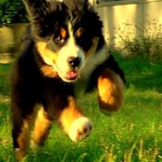 Berner sennenhund Bob Marley