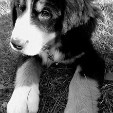 Berner sennenhund Bob Marley