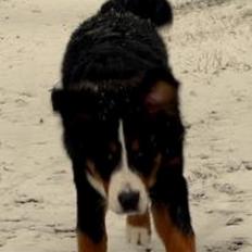 Berner sennenhund Bob Marley