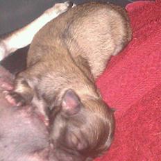 Chihuahua topper