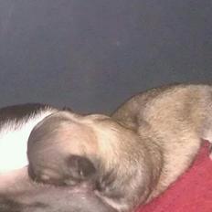 Chihuahua topper