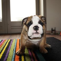 Engelsk bulldog Iggy
