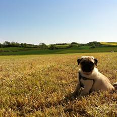 Mops Mackerly Trading Places