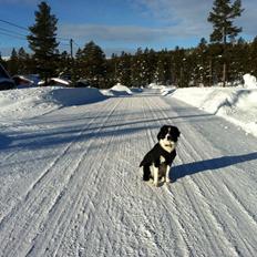 Border collie Nuser
