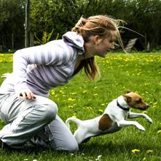 Dansk svensk gaardhund Lulu