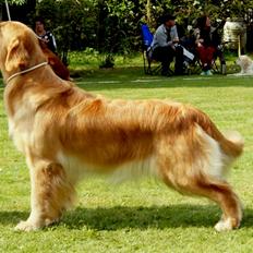 Golden retriever Leongolden Cha Cha Cha