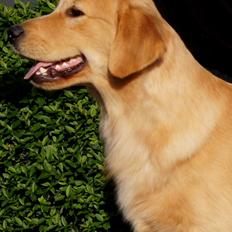 Golden retriever Leongolden a little bit of Heaven