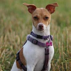 Dansk svensk gaardhund Lulu