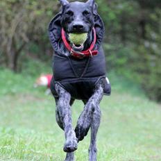 Blanding af racer Bella