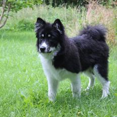 Blanding af racer Mester (Samojede/Islandsk Fårehund)