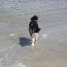 Blanding af racer Mester (Samojede/Islandsk Fårehund)