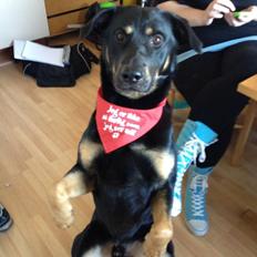 Blanding af racer max / maxi