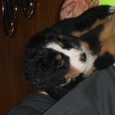 Berner sennenhund Sika