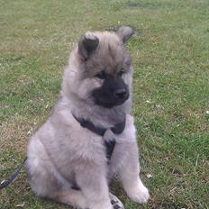 Eurasier Enzo