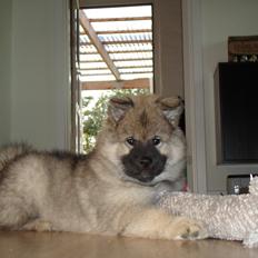 Eurasier Enzo